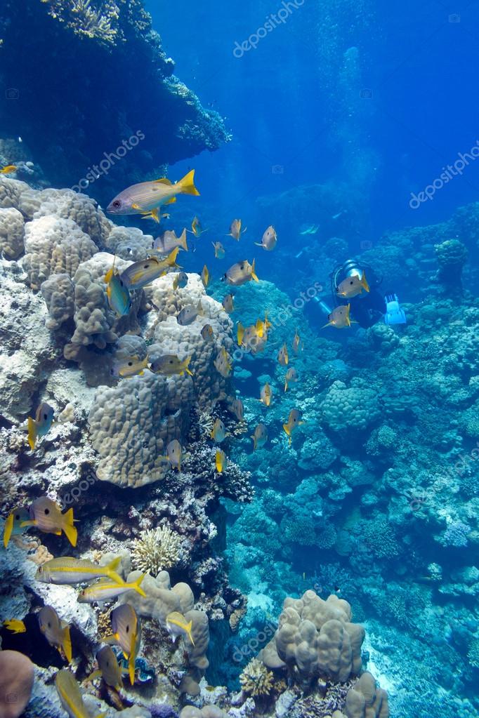 Barriera corallina con poriti coralli e pesci capra sul fondo del mare  tropicale su fondo blu - Foto Stock: Foto, Immagini © mychadre77 51213171