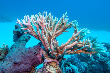 Tropikal denizin dibindeki renkli, pitoresk mercan resifi, büyük akropora mercanı, sualtı manzarası