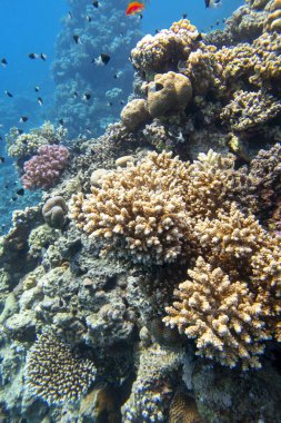 Tropikal denizin dibindeki renkli mercan resifleri, sert mercanlar ve balıklar, sualtı manzarası.