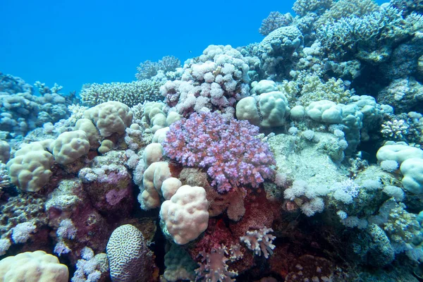 熱帯の海の底にあるカラフルで絵のようなサンゴ礁 さまざまな種類の硬いサンゴと紫色のポチロポラ 水中の風景 — ストック写真