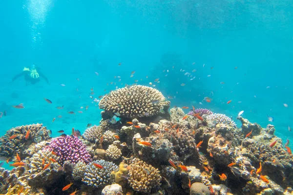 熱帯の海の砂の底にあるカラフルで絵のように美しいサンゴ礁 緑のクロミス魚と硬いサンゴ 水中の風景 — ストック写真