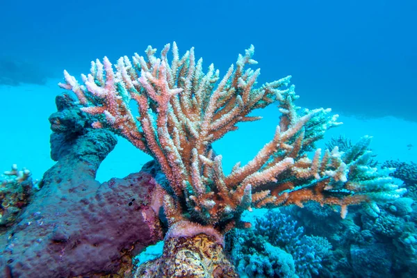 Recife Coral Colorido Pitoresco Fundo Mar Tropical Grande Coral Acropora — Fotografia de Stock
