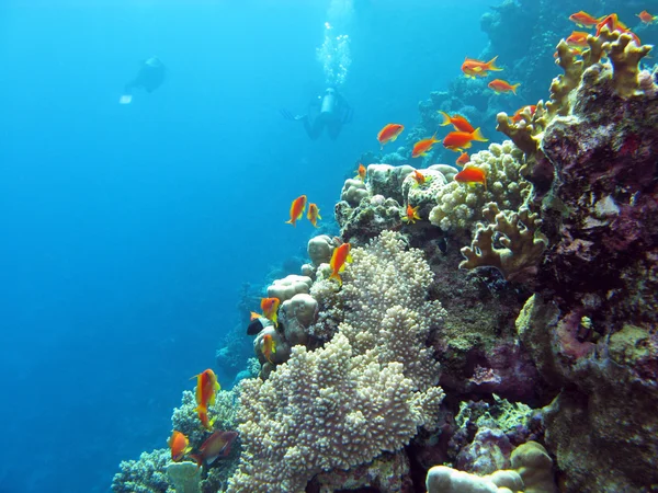 Korálový útes s potápěči a exotické ryby anthias na dně tropické moře na pozadí modré vody — Stock fotografie