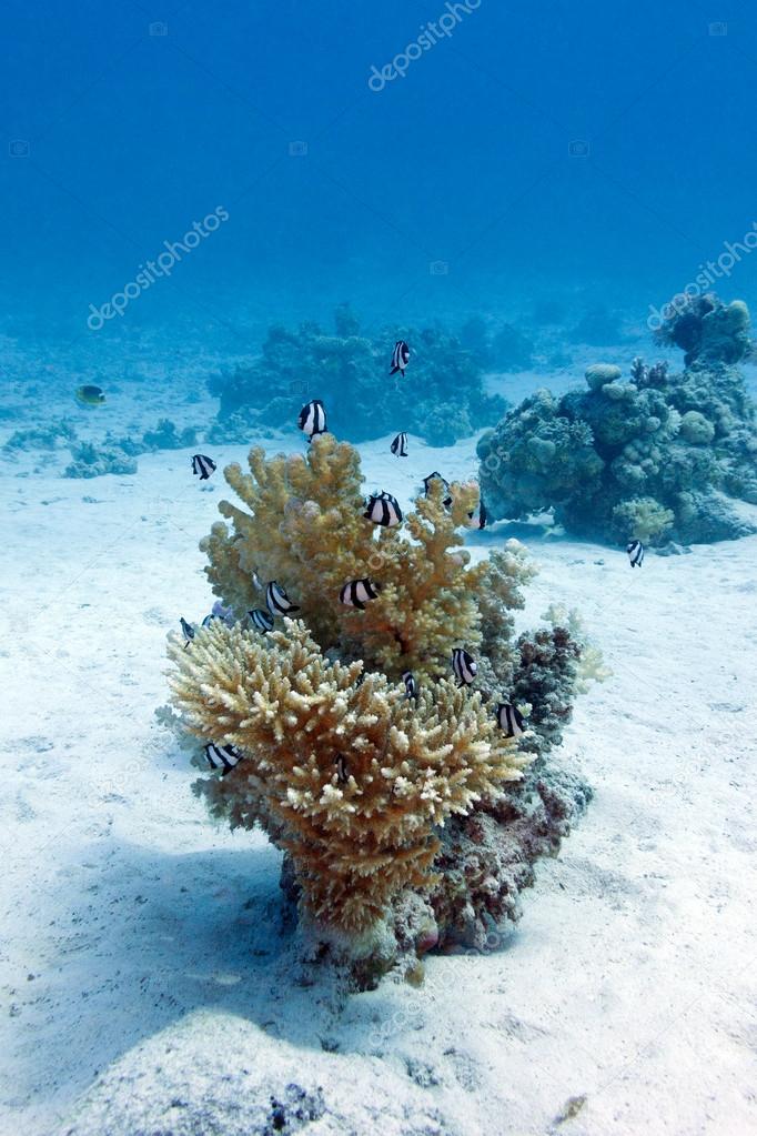 Coral reef with hard coral and exotic fishes white-tailed damselfish  at the bottom of tropical sea  on blue water background