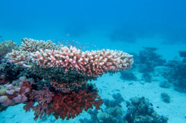 Tropikal denizin dibindeki resim gibi mercan resifi, harika masa mercanı, sualtı manzarası.