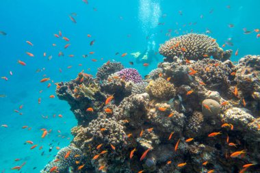 Tropikal denizin dibindeki renkli mercan resifleri, sert mercanlar ve balıklar, sualtı manzarası.