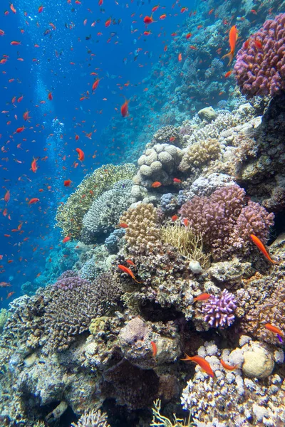 熱帯の海 ハードサンゴと魚 水中の風景の底にカラフルで絵のように美しいサンゴ礁 — ストック写真