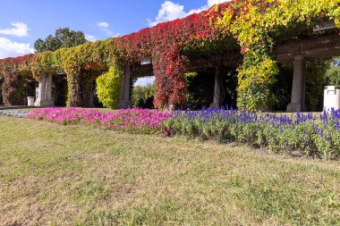 Güneşli bir sonbahar gününde Wroclaw 'da Pergola, mavi gökyüzünün arka planında sürünen Virginia yaprakları, Szczytnicki Parkı, Wroclaw, Polonya. Parkta Centennial Hall ve Multimedia Fountain var