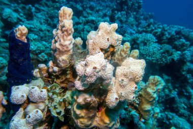 Tropikal denizin dibindeki renkli mercan resifi, beyaz deniz süngeri, sualtı manzarası.