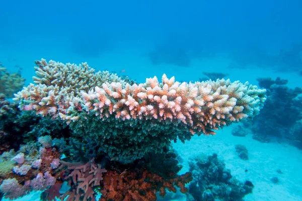Pintoresco Arrecife Coral Fondo Del Mar Tropical Gran Coral Mesa — Foto de Stock