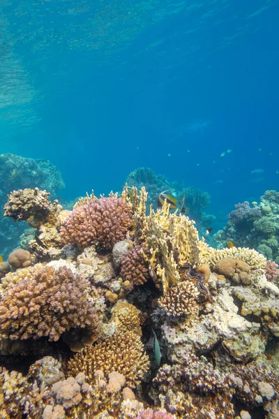 Colorful Coral Reef Bottom Tropical Sea Hard Soft Corals Underwater — Stock Photo, Image