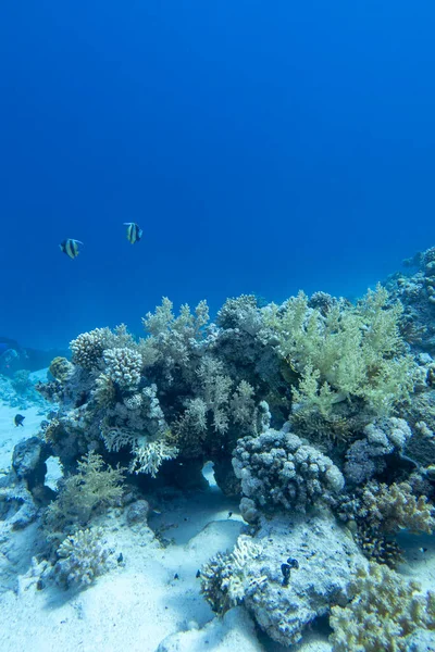 熱帯の海の底にあるカラフルなサンゴ礁 黄色のブロッコリーサンゴと魚の群れバナーフィッシュ Heniochus Diphreutes 水中の風景 — ストック写真