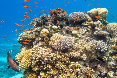Tropikal denizin dibindeki renkli mercan resifleri, sert mercanlar ve balıklar, Anthias, sualtı manzarası.