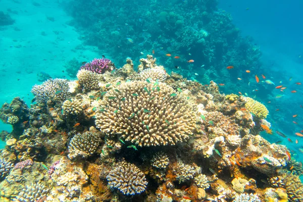 Recife Coral Colorido Pitoresco Fundo Arenoso Mar Tropical Corais Duros — Fotografia de Stock