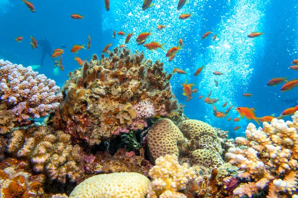 Tropikal Denizin Dibindeki Renkli Mercan Resifleri Sert Mercanlar Balıklar Anthias — Stok fotoğraf