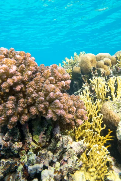 熱帯海の底にあるカラフルなサンゴ礁 硬いサンゴ 水中の風景 — ストック写真