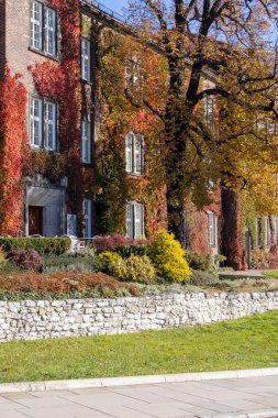 Krakow, Polonya - 25 Ekim 2021: Güneşli bir sonbahar gününde Wawel Kraliyet Kalesi, rengarenk yabani şarap sarmaşıklarının sarmaşıkları eşliğinde yapılan bina cephesi