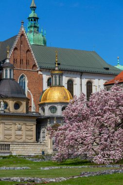 Krakow, Polonya - 28 Nisan 2021 Wawel Hill 'de, Polonya krallarının taç giyme töreninin yapıldığı Wawel Katedrali' nin yanındaki çiçek açan manolya ağaçları.
