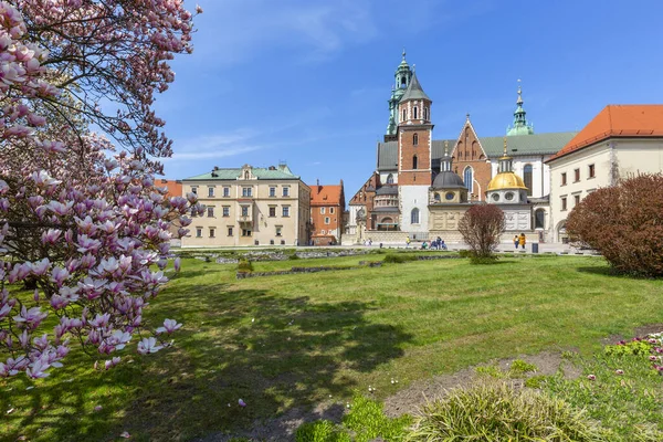 Krakau Polen April 2021 Bloeiende Magnolia Bomen Wawel Hill Naast — Stockfoto