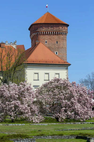 Cracóvia Polônia Abril 2021 Magnólias Florescentes Monte Wawel Vista Torre — Fotografia de Stock