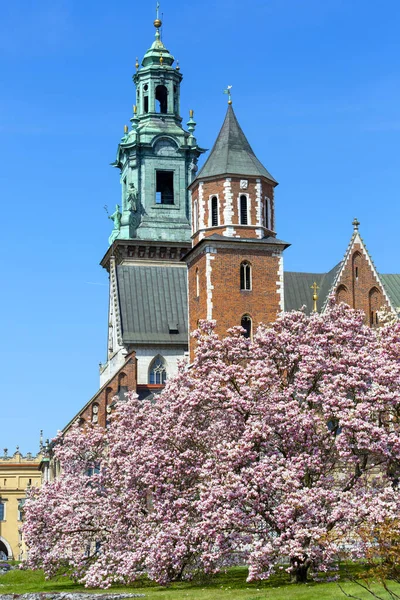 2021年4月28日 波兰克拉科夫 11世纪瓦维尔大教堂旁边盛开的木兰花树 俯瞰银铃塔和钟楼 — 图库照片