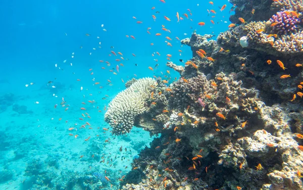 熱帯の海の砂の底にあるカラフルで絵のように美しいサンゴ礁 アンティアスとクロミスの魚とハードサンゴ 水中の風景 — ストック写真