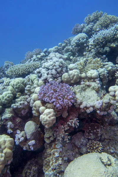 Bunte Malerische Korallenriffe Grund Des Tropischen Meeres Verschiedene Arten Von — Stockfoto