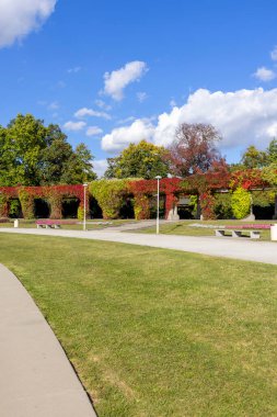 Güneşli bir sonbahar gününde Wroclaw 'da Pergola, mavi gökyüzü, Wroclaw, Polonya' nın arka planında Virginia 'nın renkli yaprakları.