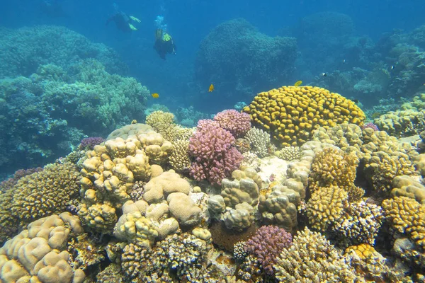 熱帯の海の底にカラフルな 絵のようなサンゴ礁 さまざまな種類のハードサンゴ 水中の風景 背景に何人かのダイバー — ストック写真