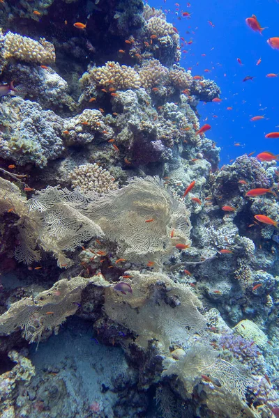 Barriera Corallina Colorata Sul Fondo Del Mare Tropicale Gorgonie Gialle — Foto Stock
