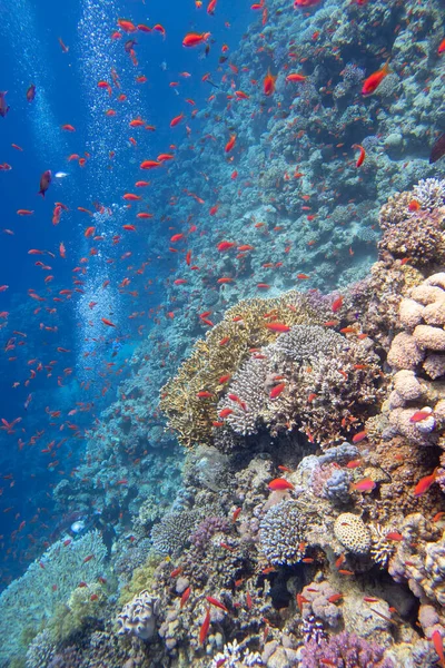 Colorata Pittoresca Barriera Corallina Sul Fondo Del Mare Tropicale Coralli — Foto Stock