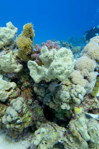 Tropikal Denizin Dibindeki Renkli Mercan Resifi Beyaz Deniz Süngeri Sualtı — Stok fotoğraf