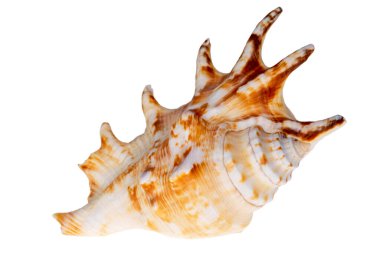 Tek salyangoz deniz kabuğu. Örümcek kabuğu olarak da bilinir. Beyaz arka planda izole edilmiş.