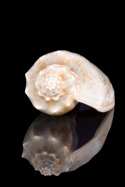 Single Sea Shell Sea Snail Isolated Black Background Mirror Reflection — Stock Photo, Image