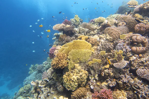 Tropikal denizin dibindeki renkli mercan resifleri, sert mercanlar ve balıklar, hava kabarcıkları, sualtı manzaraları.