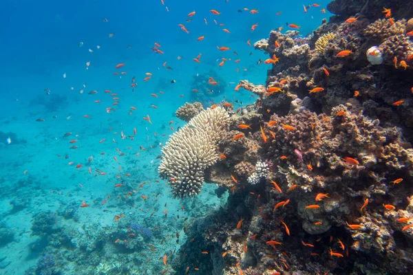 Recife Coral Colorido Pitoresco Fundo Arenoso Mar Tropical Corais Duros — Fotografia de Stock