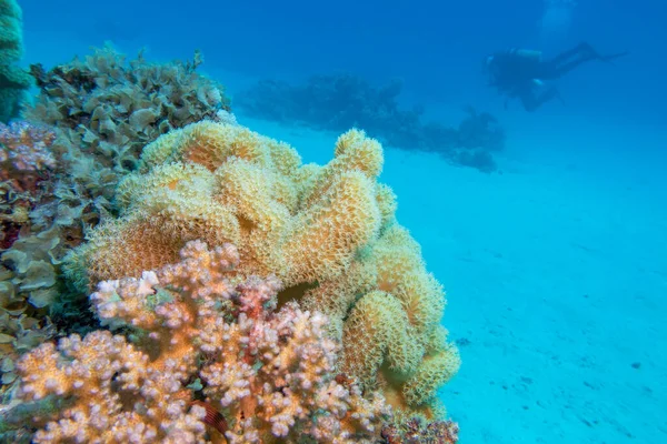 Bunte Malerische Korallenriffe Grund Des Tropischen Meeres Große Gelbe Sarkophyton — Stockfoto