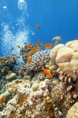 Colorful, picturesque coral reef at bottom of tropical sea, hard corals with Anthias fishes, air bubbles in the water, underwater landscape clipart