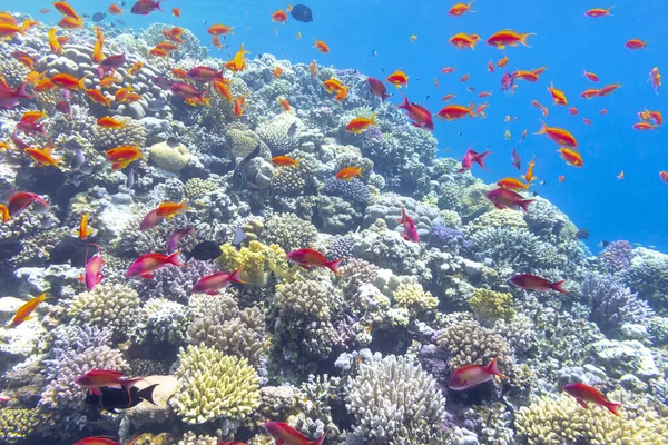 Récif Corallien Coloré Fond Mer Tropicale Coraux Durs Poissons Anthias — Photo