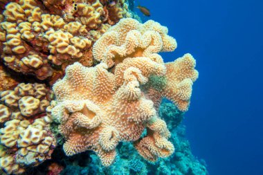 Tropikal denizin dibindeki renkli, pitoresk mercan resifi, büyük sarı sarcophyton deri mercan, sualtı manzarası