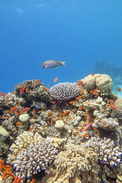 Colorful Picturesque Coral Reef Bottom Tropical Sea Hard Corals Anthias — Stock Photo, Image