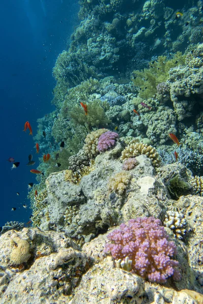 熱帯の海の底にあるカラフルで絵のようなサンゴ礁 硬いサンゴと魚 Anthias 水中の風景 — ストック写真