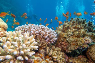 Colorful, picturesque coral reef at the bottom of tropical sea, hard corals and fishes Anthias, underwater landscape clipart