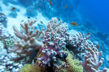 Colorful coral reef at the bottom of tropical sea, finger coral and fishes anthias, underwater landscape