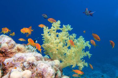 Tropikal denizin dibindeki renkli mercan resifi, sarı brokoli mercanı ve Anthias balığı, sualtı manzarası.