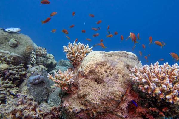 Colorful Picturesque Coral Reef Bottom Tropical Sea Hard Corals Anthias —  Fotos de Stock