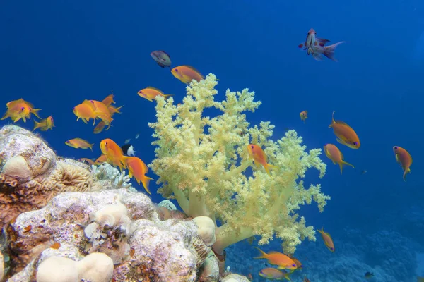 Πολύχρωμο Γραφικό Κοραλλιογενή Ύφαλο Στον Πυθμένα Της Τροπικής Θάλασσας Κίτρινο — Φωτογραφία Αρχείου