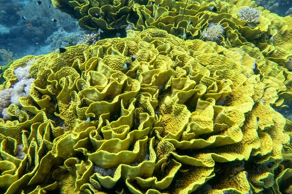 Färgglada Korallrev Botten Tropiska Havet Gul Sallad Korall Turbinaria Mesenterina — Stockfoto