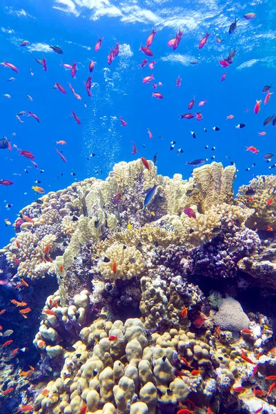熱帯の海の底にエキゾチックな魚のアンタニアとカラフルなサンゴ礁 水中の風景 — ストック写真