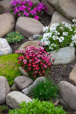 Güzel rengarenk bahar kayalık bahçesi, çiçek açan çiçekler.